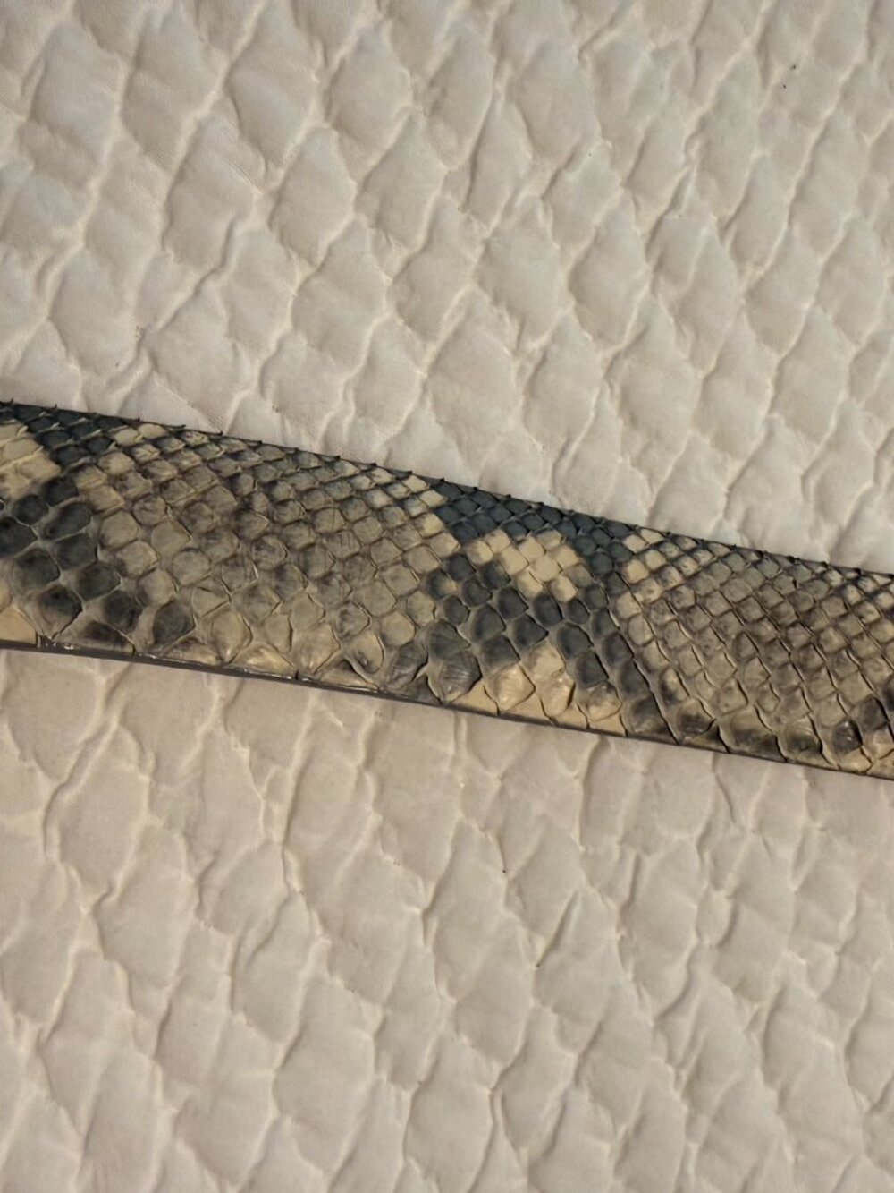 **W. Kleinberg Python Belt**